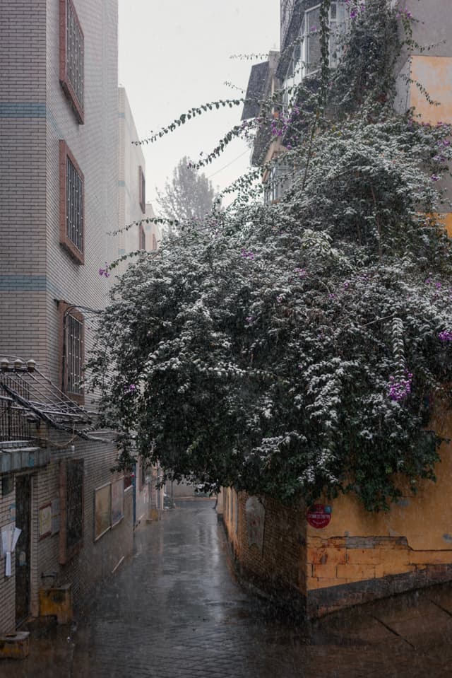 昆明，仓园巷，落雪