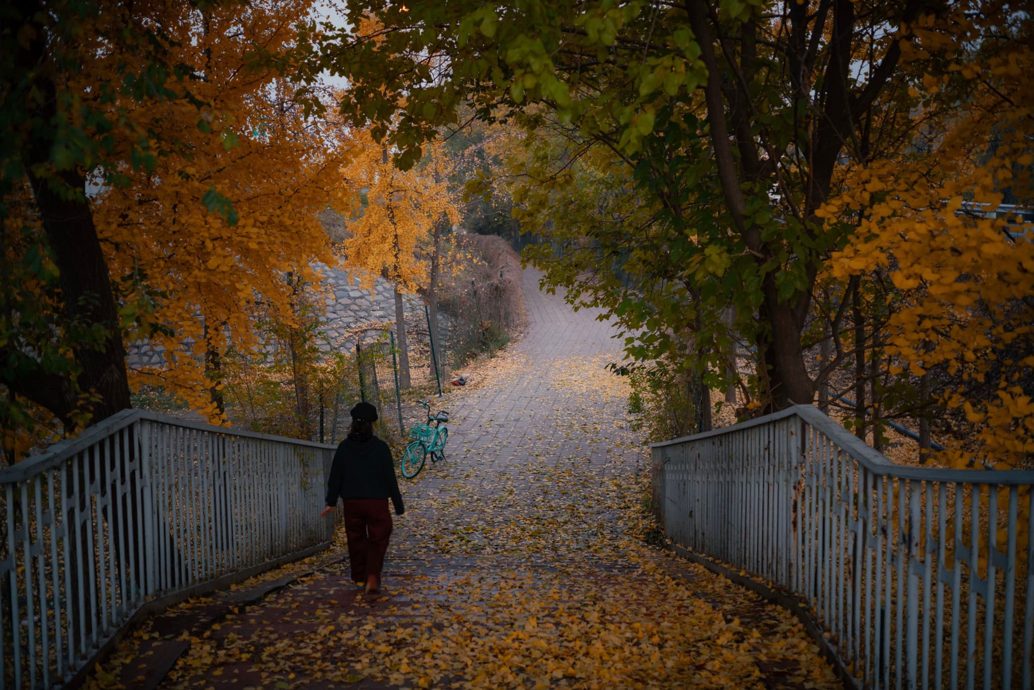 朝阳，望京公园，向下生长