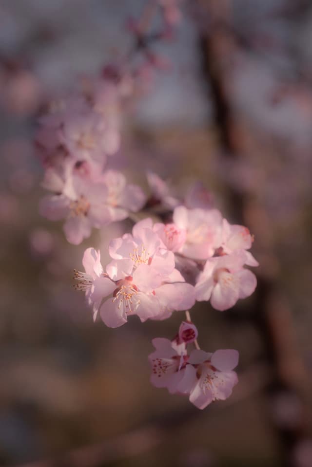 海淀，西山，桃花