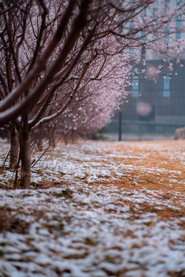 海淀，联想总部，春花朔雪