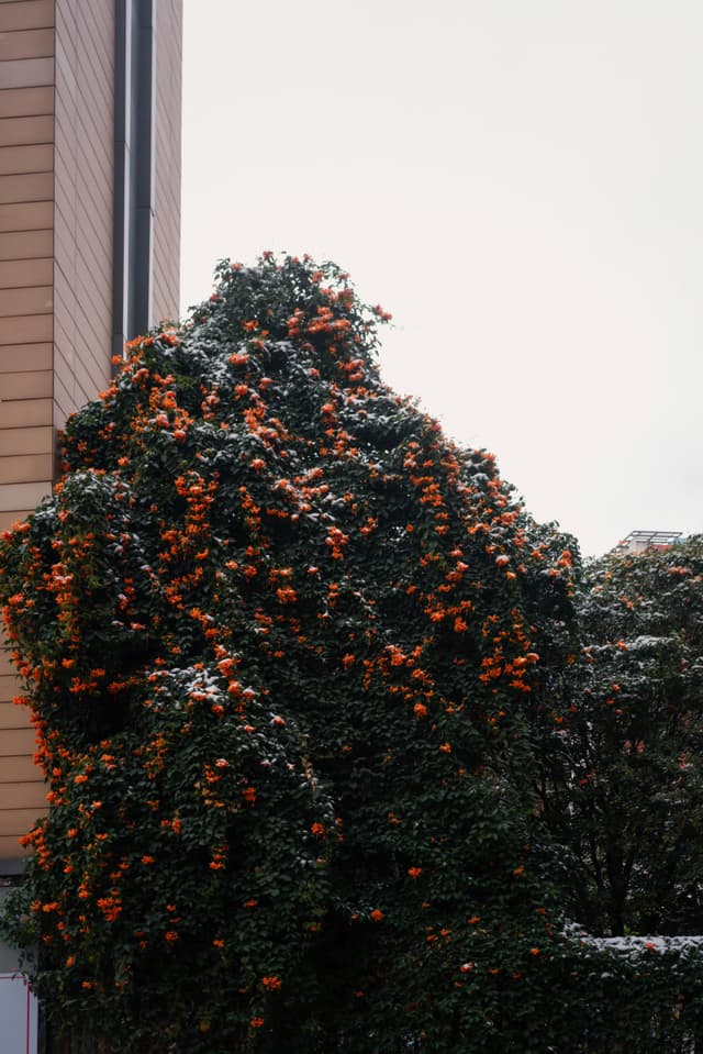 昆明，茭菱路，炮仗花