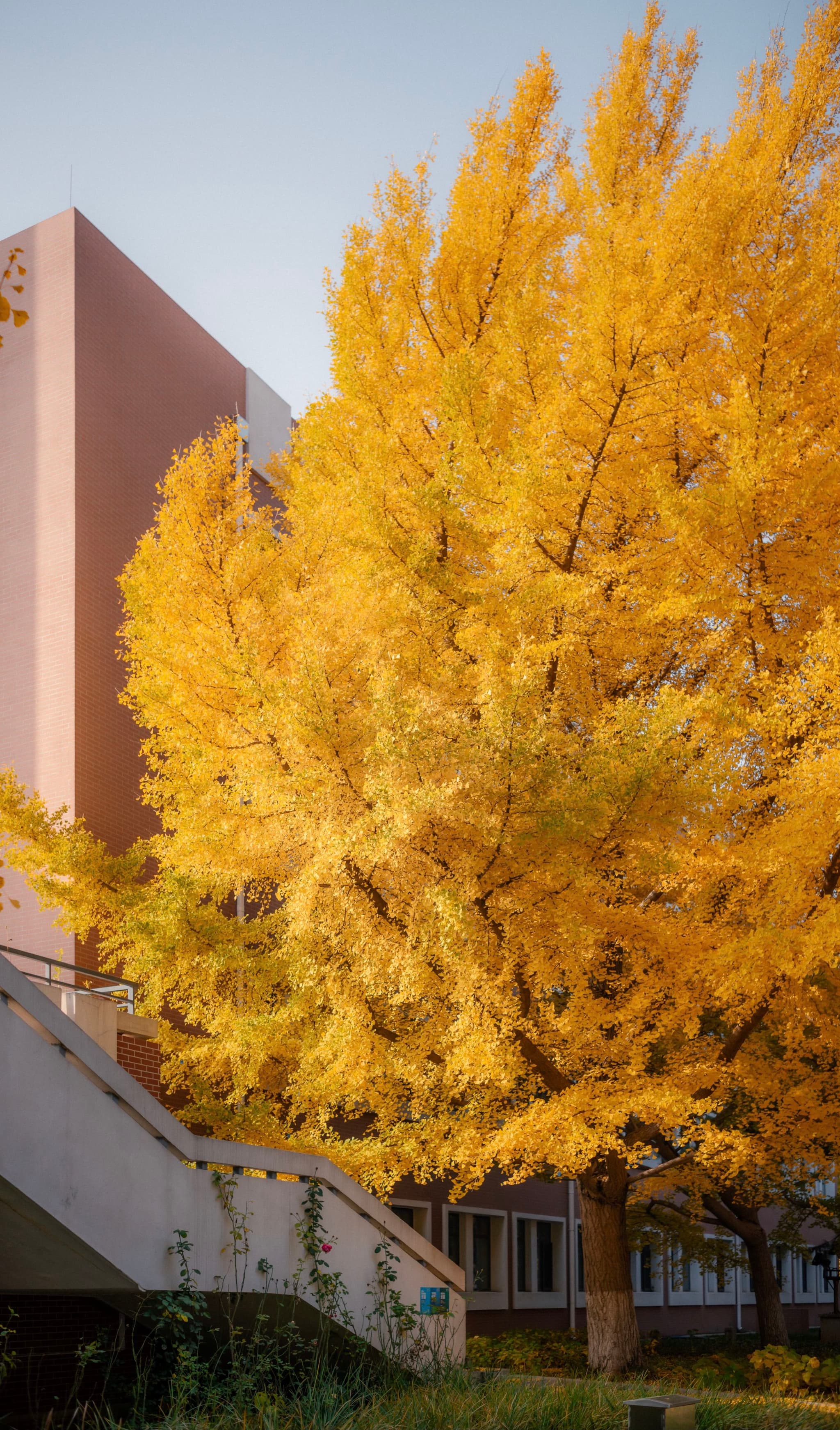 海淀，中国农业大学，银杏