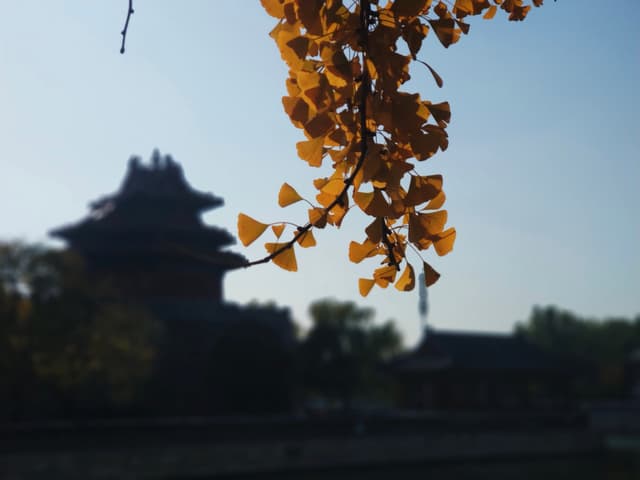 西城，景山前街，银杏